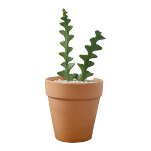 苏太植物| 稀有植物绿植 鱼骨令箭昙花 奇特趣味桌面小盆栽