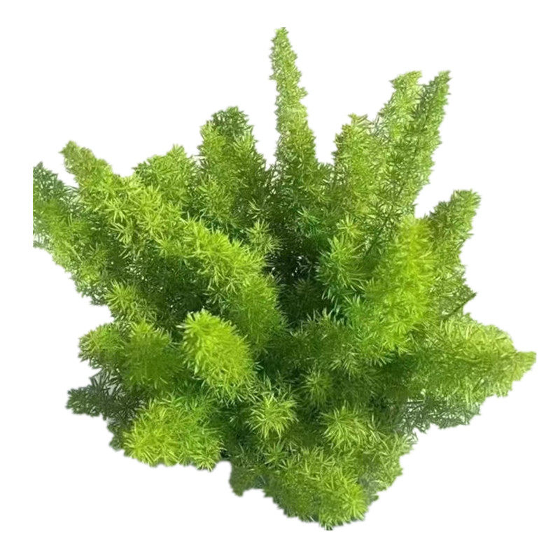 狐尾天门冬盆栽植物四季常青绿植