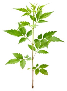 黄荆树苗老桩盆景荆条盆栽熟桩
