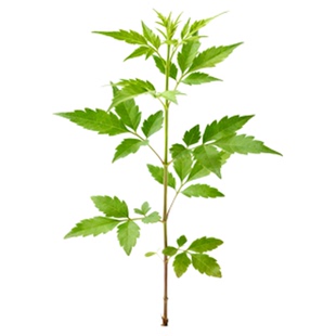 黄荆树苗 黄荆老桩盆景荆条牡荆熟桩盆栽室内庭院易活蜜源树绿植