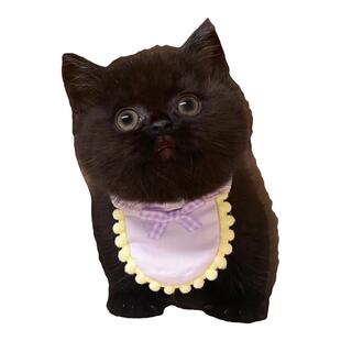 纯黑孟买猫咪活体CFA纯血统认证猫咪纯黑拿破仑高脚短毛曼基康