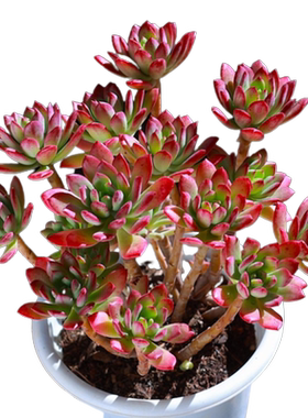 红稚莲老桩大型大颗绿植花卉清仓
