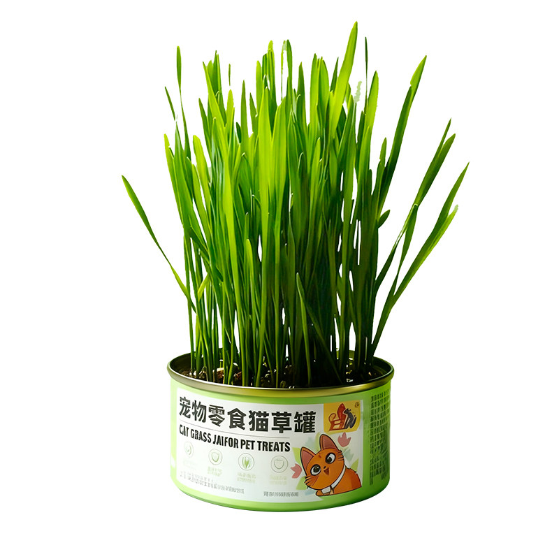 猫草盆栽猫咪罐头水培无土助毛消