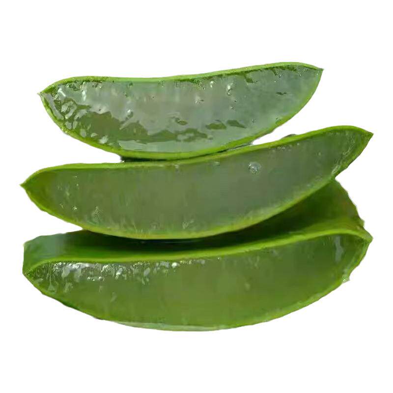 库拉索芦荟盆栽植物可食用绿植
