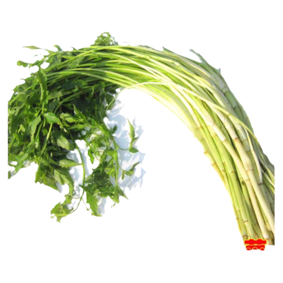 江苏品质水芹菜新鲜现摘