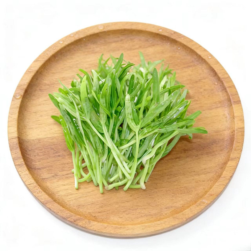 空心菜苗食用芽苗菜冷盘装饰