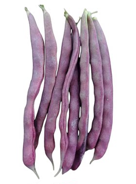 九粒红芸豆种子种籽孑蔬菜秋豆角架豆扁豆八月忙四季摘不败白不老