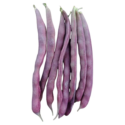 九粒红芸豆种子种籽孑蔬菜秋豆角架豆扁豆八月忙四季摘不败白不老