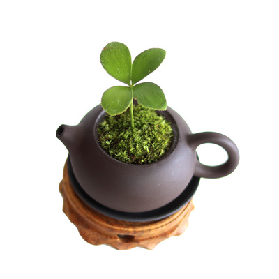墨西哥铁茶台净化空气好养植物