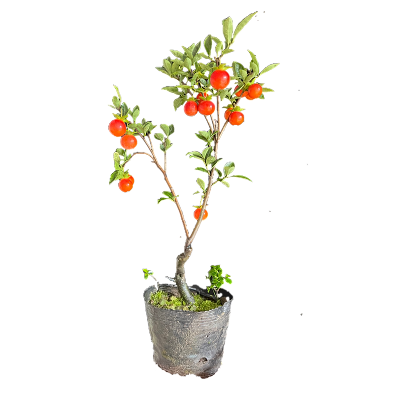 灌木金弹子品种嫁接苗中国红大红花生果逸源红镇园红观花带果熟桩