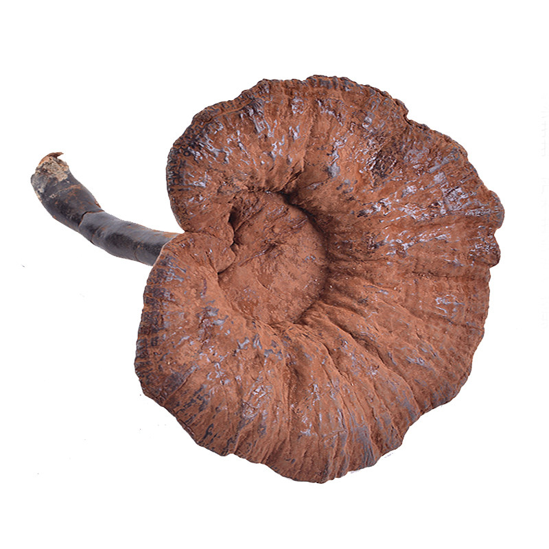 河源半野生孢子粉灵芝黑灵芝紫林芝长柄整枝250g 500克干货可切片