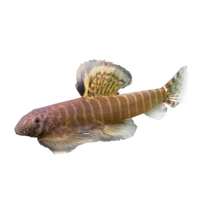 冷水工具鱼麦氏长汀吸鳅鱼缸除藻