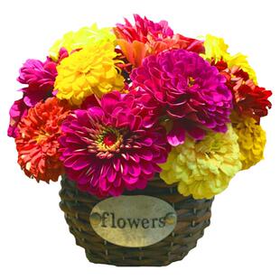 百日草花种子四季种开花重瓣百日菊花籽矮杆室外庭院盆栽大全种孑