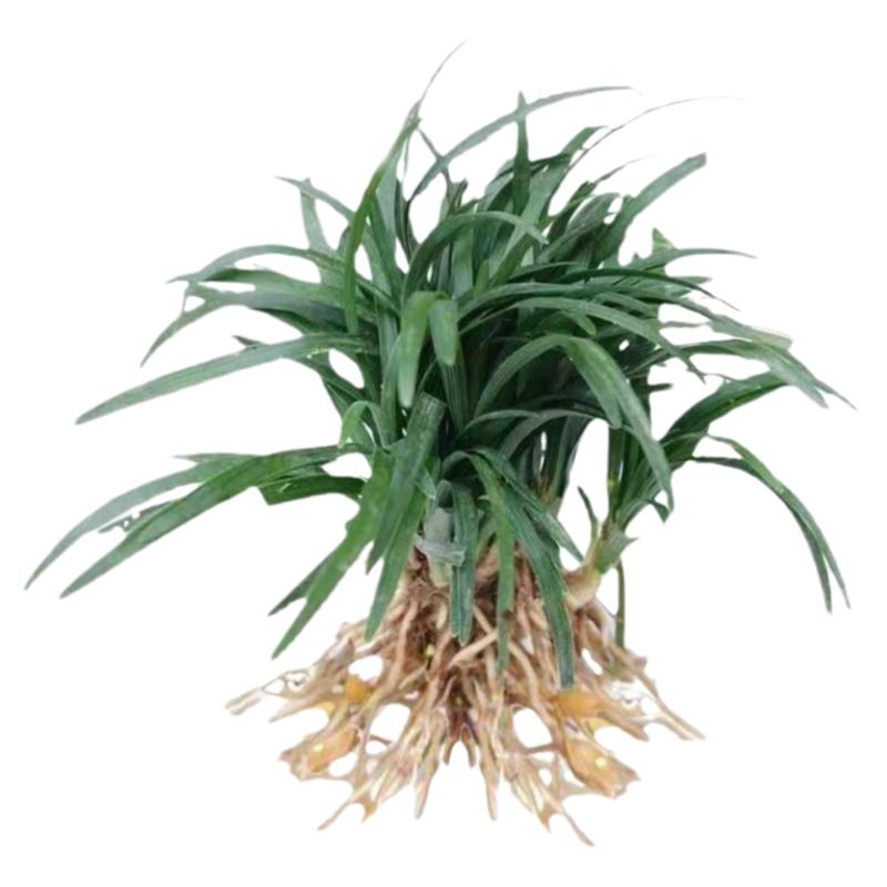 矮麦冬草皮日本玉龙草苗耐寒细叶麦冬沿阶草庭院别墅绿化花镜植物