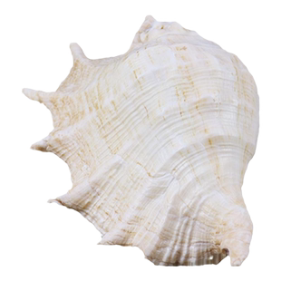 天然海螺贝壳蜘蛛螺大七角螺家居装饰大海螺壳贝壳鱼缸水族造景