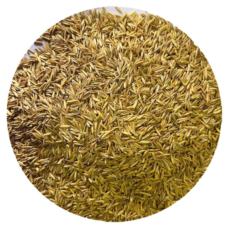 进口草坪种子免修剪四季青草籽护坡固土马尼拉草皮黑麦草冬季矮生