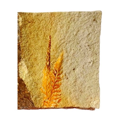 天然保真稀有辽西精美植物化石