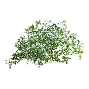 南天竹水培绿植火焰红水养盆栽室内花卉鲜切枝吊钟马醉木平替植物