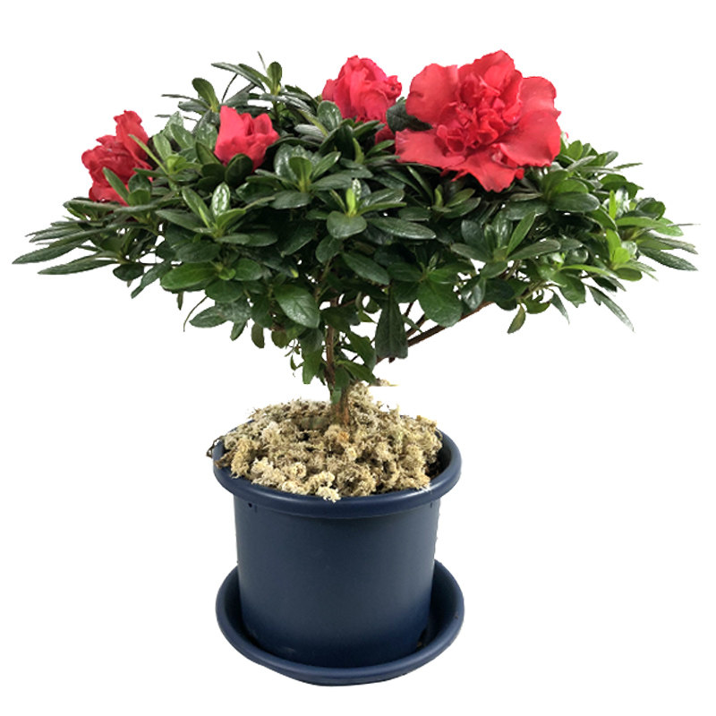 绿植盆栽好养不断杜鹃花