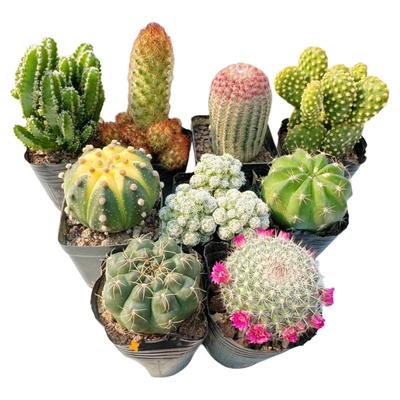 仙人球套餐大全红太阳黄金兜办公桌面防辐射吸甲醛多肉组合好养活