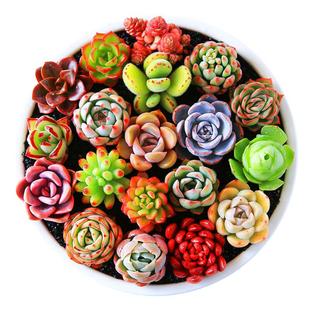 厚叶玉扇 云水纤纹系月影寿 冰城寿 多年玉露苗株十二卷多肉植物