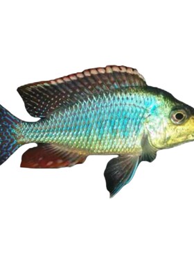 三湖造景水族世界红顶珍珠鱼场宠物红翅绿珍珠苗子活体孔雀鱼