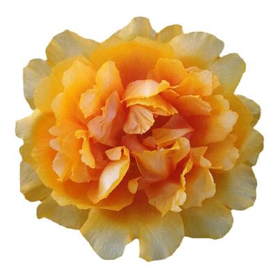 重瓣太阳花花苗带花苞宿根盆栽苗