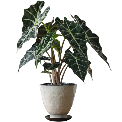 大仙女海芋盆栽植物懒人绿植