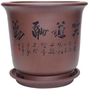 君子兰花盆紫砂发财树红豆杉绿植盆景盆简约室内陶瓷花盆带托盘