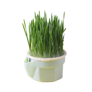 无土懒人猫草水培盆栽小麦种子去毛球化毛草猫草杯成幼猫猫咪零食