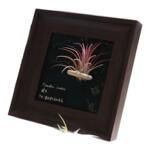 空气凤梨磁吸款相框中古置物装饰画背景装饰客厅摆件挂摆两用ins