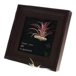 空气凤梨磁吸款相框中古置物装饰画背景装饰客厅摆件挂摆两用ins