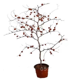 酸枣苗高产药用双仁酸枣树活苗野生酸枣仁苗中药晋酸3号枣树砧木