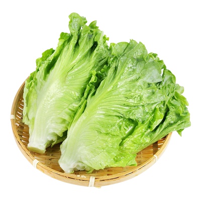 玻璃生菜种子春秋季种籽大全阳台种植意大利生菜奶油生菜结球生菜