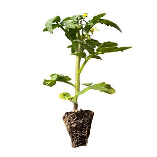 超甜结果更多矮生盆栽番茄苗秧红黄黑矮生小圣女果樱桃西红柿观赏