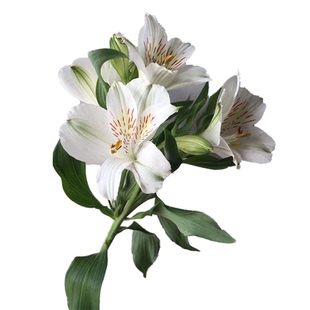 多色水仙百合 六出花鲜花 水养家办公花束低价直批北京同城可闪送