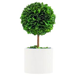 办公室工位桌面绿植上班情绪稳定神器客厅玄关植物小摆件家居装饰