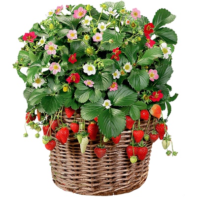 高山草莓种子红色奇迹进口传家宝