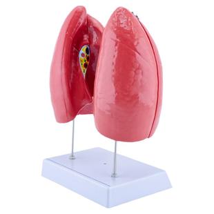 人体器官模型病理肺 喉心肺 呼吸系统 内脏系统解剖结构医学教学