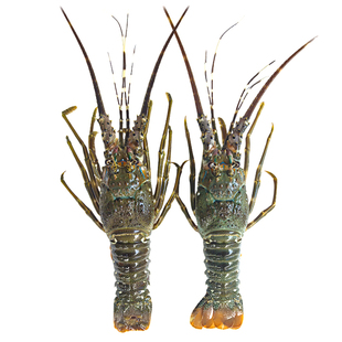 【保活】鲜活生猛青龙虾充氧活发小青龙虾大新鲜澳洲海鲜活虾礼品