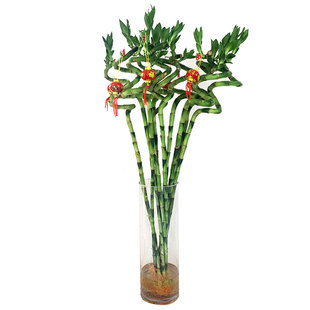 转运竹水培植物弯竹开运富贵竹子盆栽带根水竹水养绿植室内