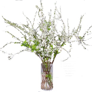 雪柳鲜枝干枝支盆栽喷雪插花卉水培植物室内好养绿植枯木逢春龙柳