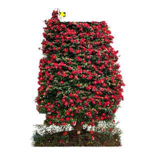 茶梅花苗树财神茶梅老桩朝仓茶梅盆栽茶梅球带花苞四季常青耐寒花