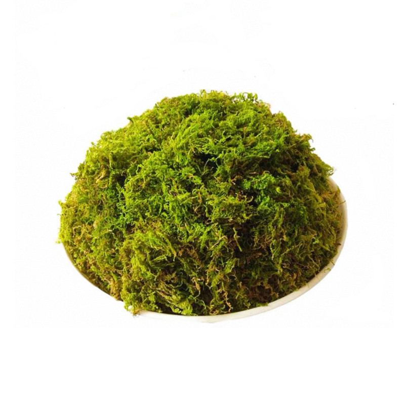 干苔藓石斛蝴蝶兰花爬宠天然乌龟