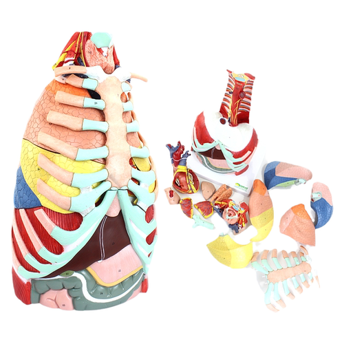 ENOVO医学用人体胸腔解剖模型肺解部肺段心脏结构胸部thoracic cavity胸壁胸廓膈肌肉血管神经胸外科手术教学