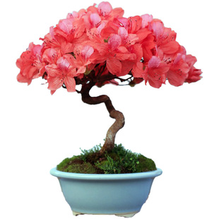 大别山映山红造型盆景杜鹃花盆栽花卉绿植盆栽观花阳台老桩子熟桩