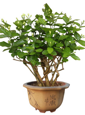 茉莉春夏秋花香开花多盆栽花苗