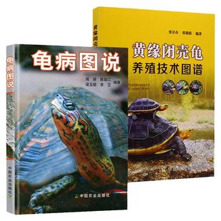 养龟书籍 黄缘闭壳龟养殖技术图谱高效养龟乌龟甲鱼水产龟鳖高效养殖技术书龟病防治龟类图鉴养好龟蛋龟金钱龟饲养手册