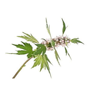 正品益母草种子菜食用中药材草籽苗阳台四季庭院盆栽蔬菜种孑