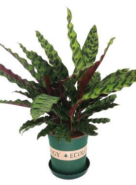 猫眼竹芋豹纹彩虹观叶植物桌面